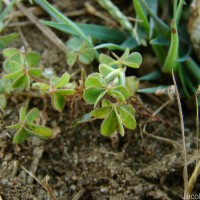 Oxalis corniculata L.